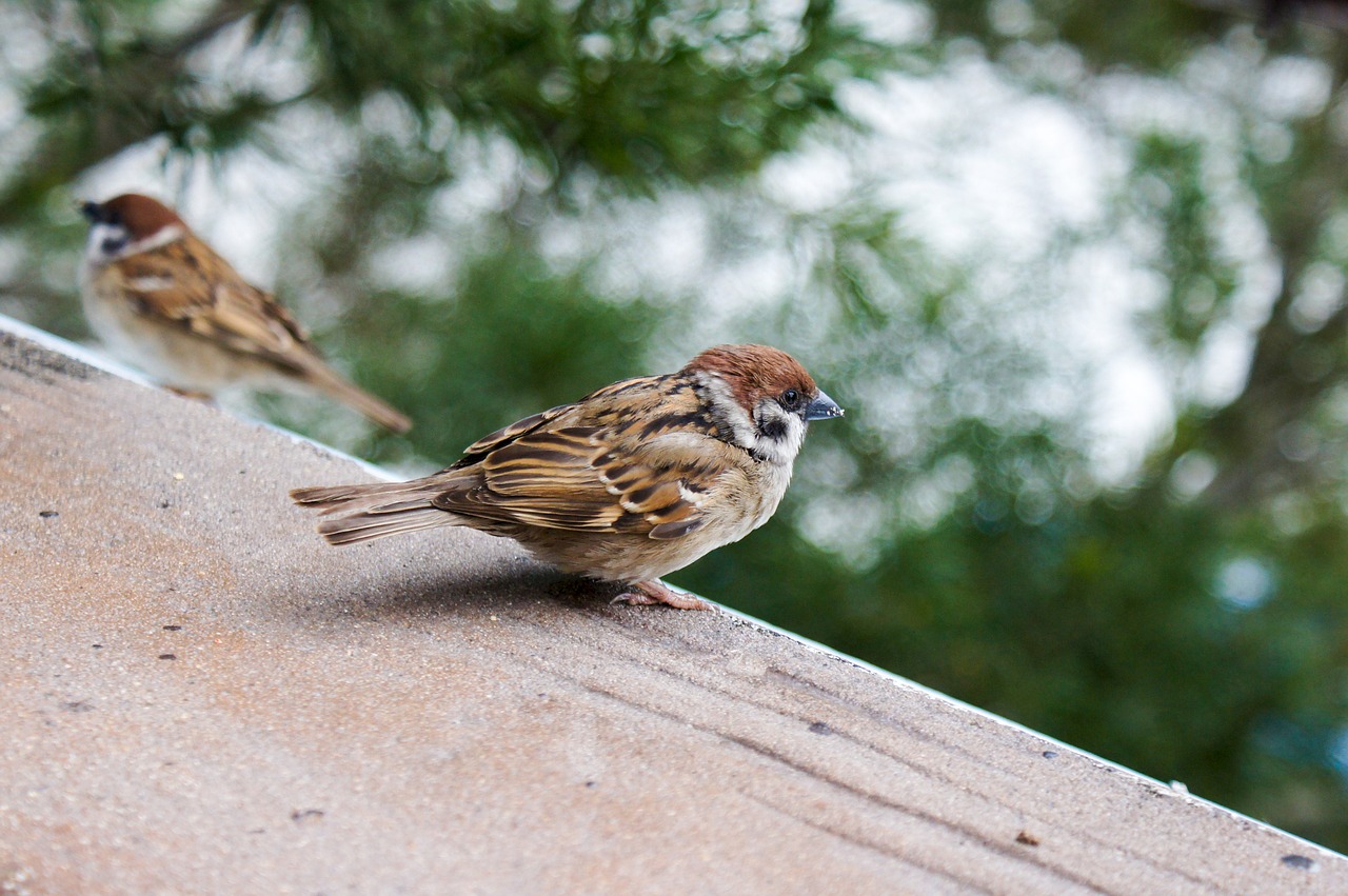 sparrow bird wildlife free photo