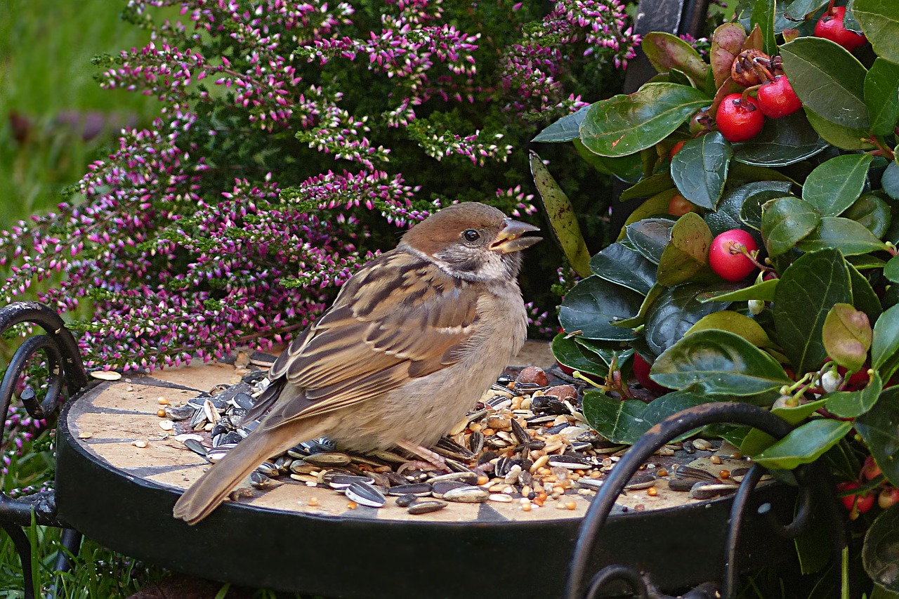 sparrow sperling passer domesticus free photo