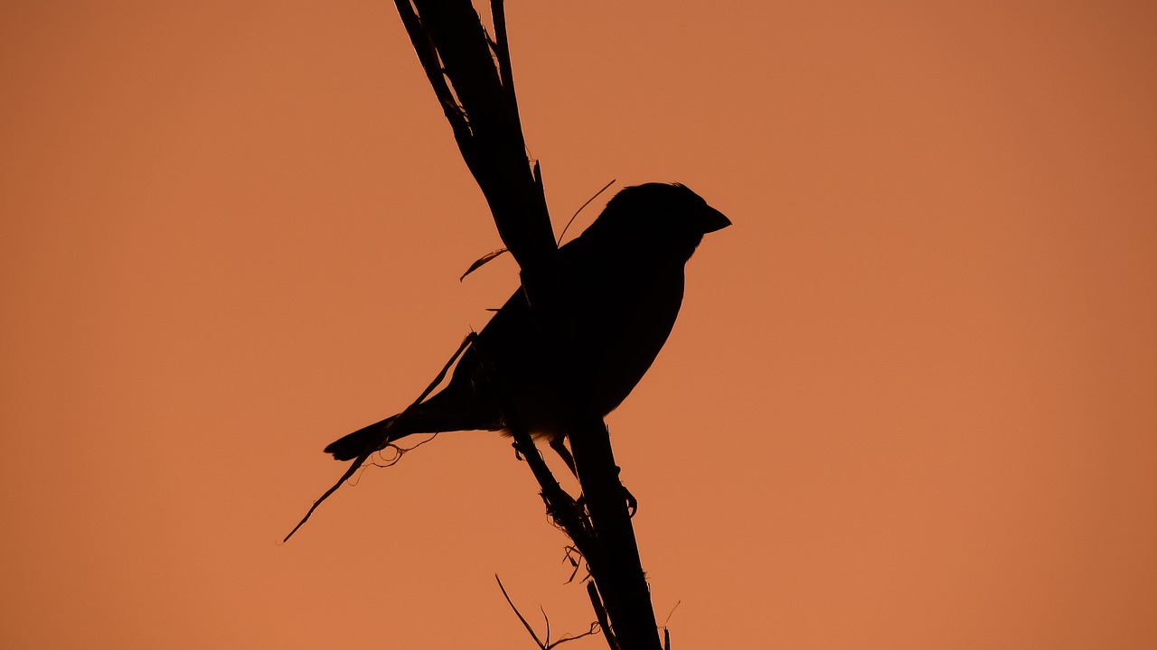 sparrow branch dusk free photo