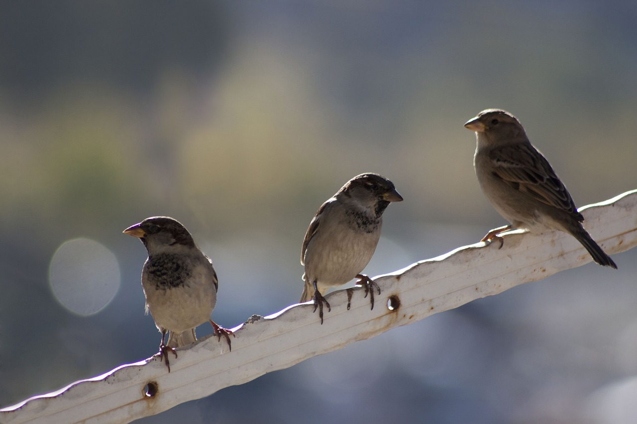 sparrow birds bokeh free photo