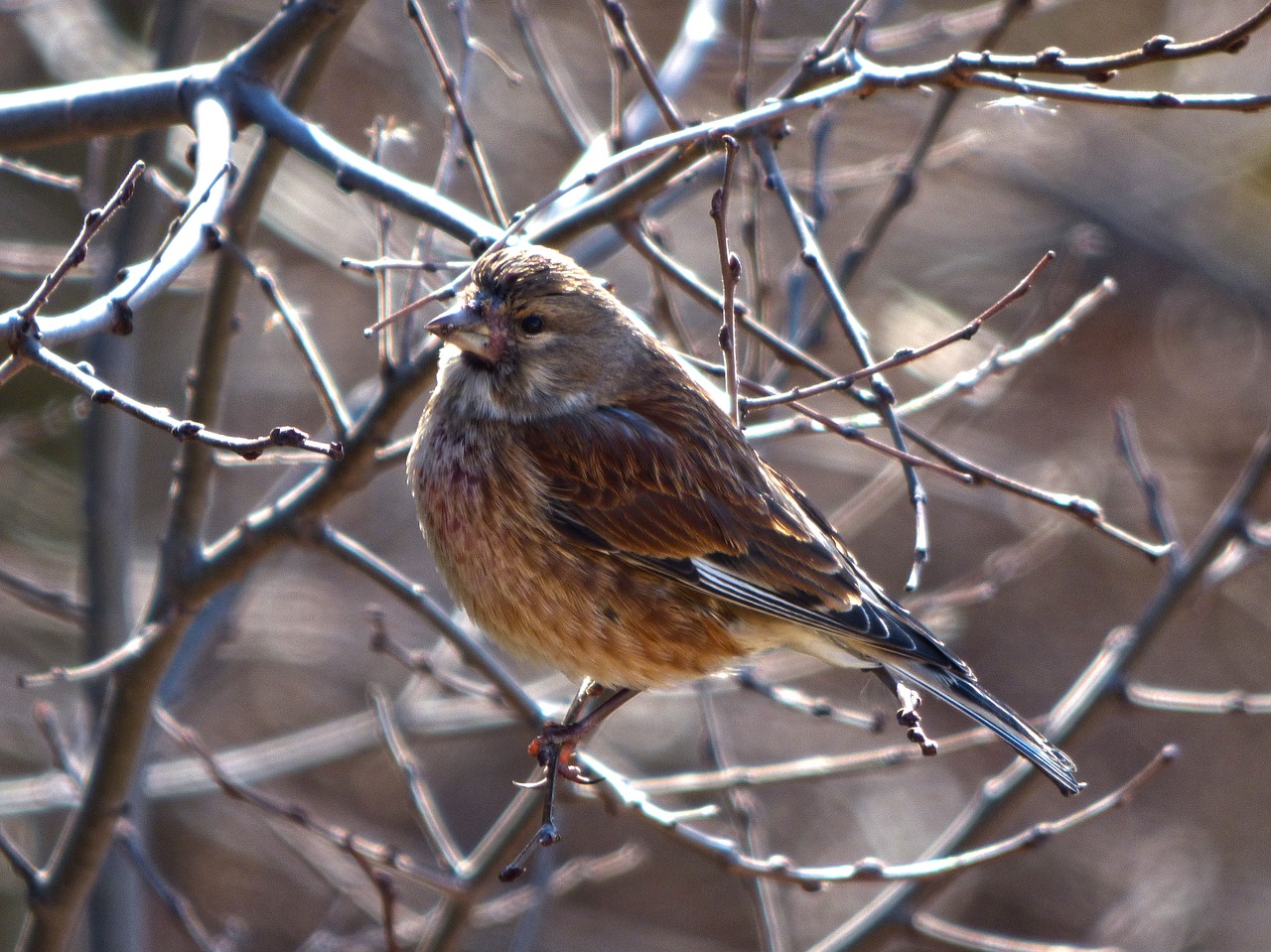 sparrow winter branch free photo
