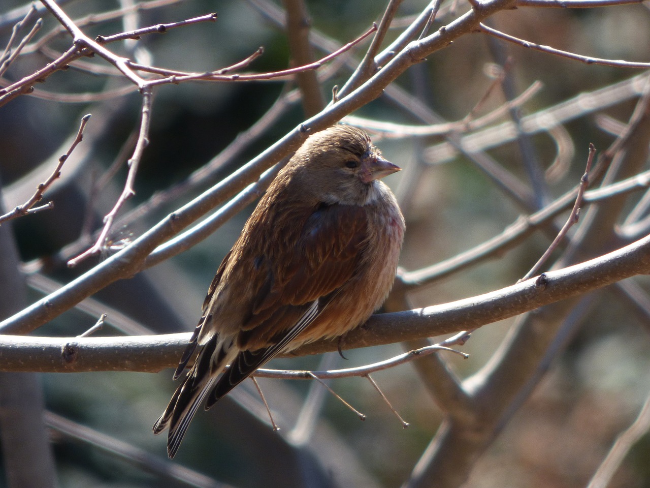 sparrow winter branch free photo