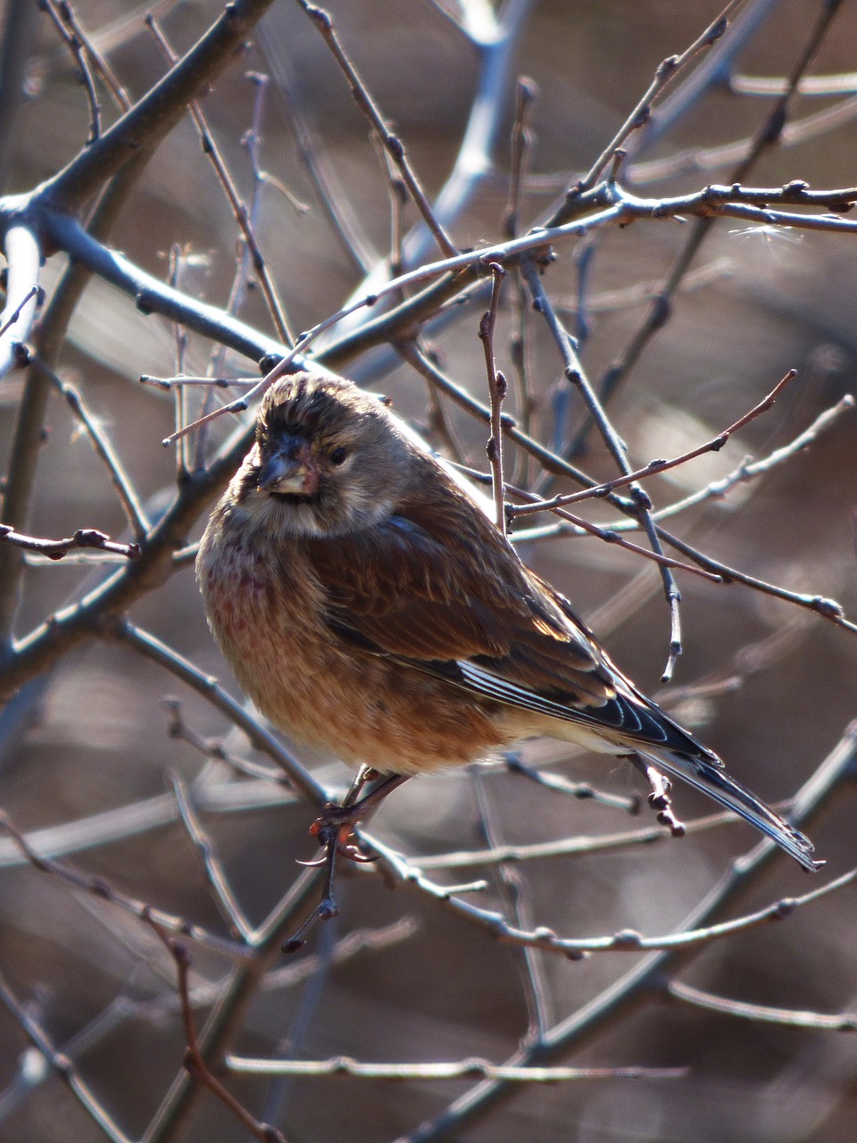 sparrow winter branch free photo