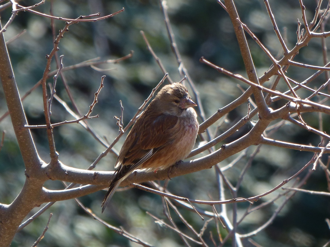 sparrow winter branch free photo