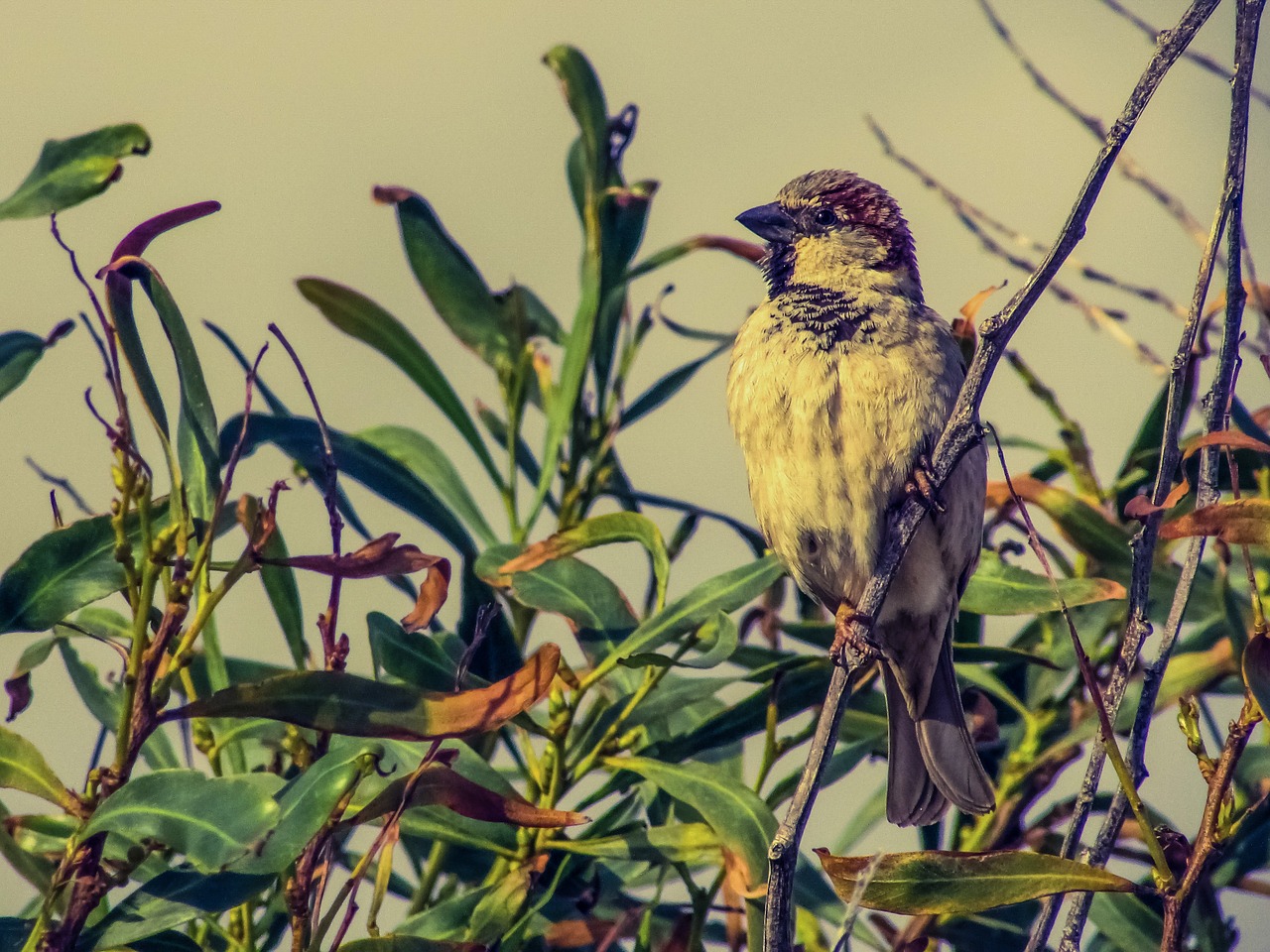 sparrow tree bird free photo