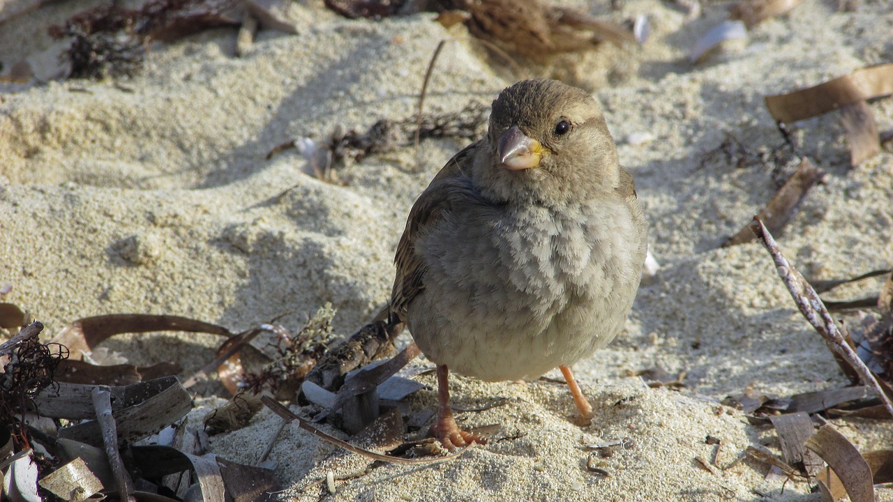 sparrow beach bird free photo