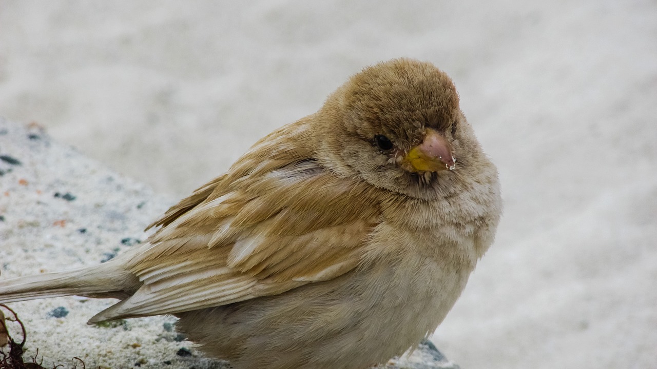 sparrow cute beach free photo