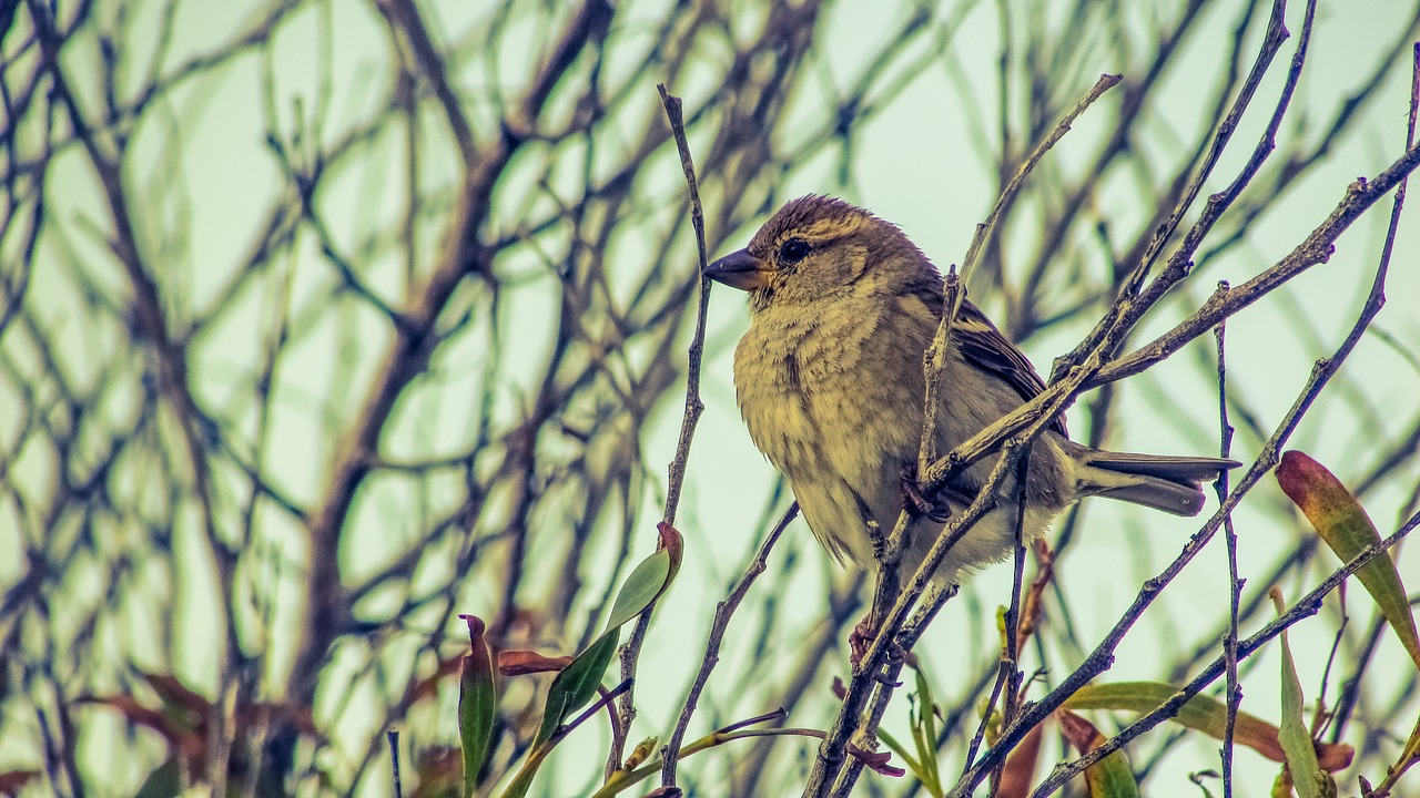sparrow tree bird free photo