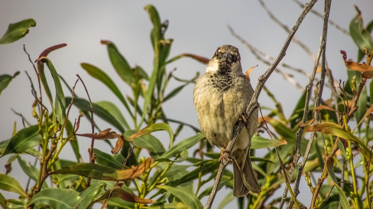 sparrow tree bird free photo