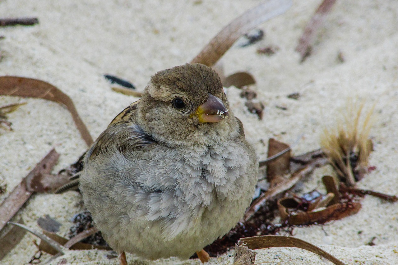 sparrow cute looking free photo