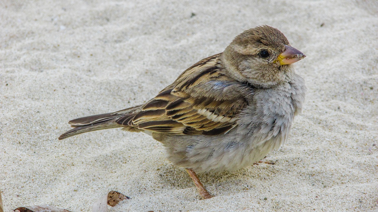 sparrow cute looking free photo