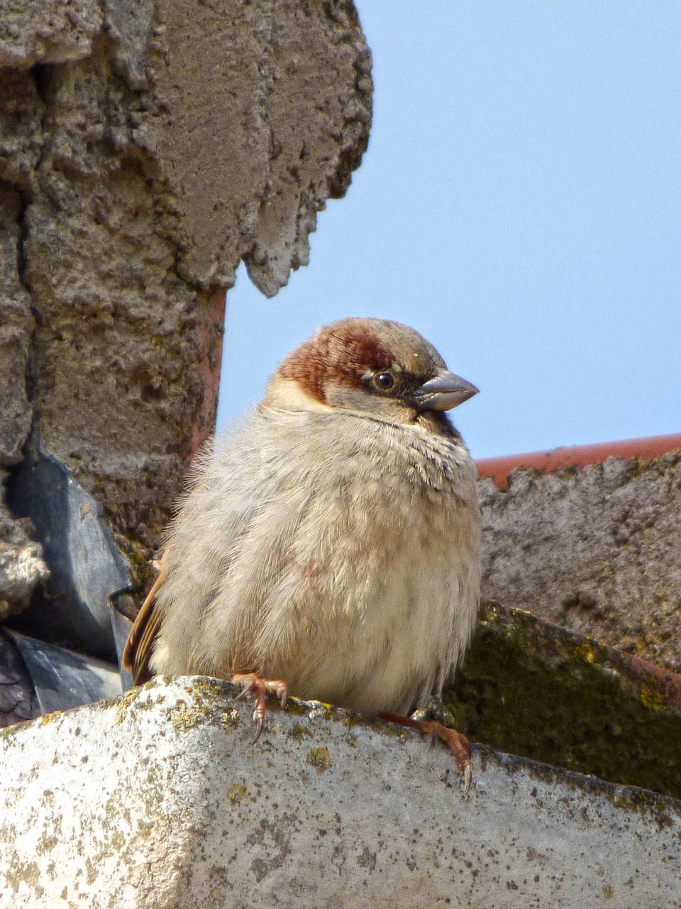 sparrow roof drain free photo