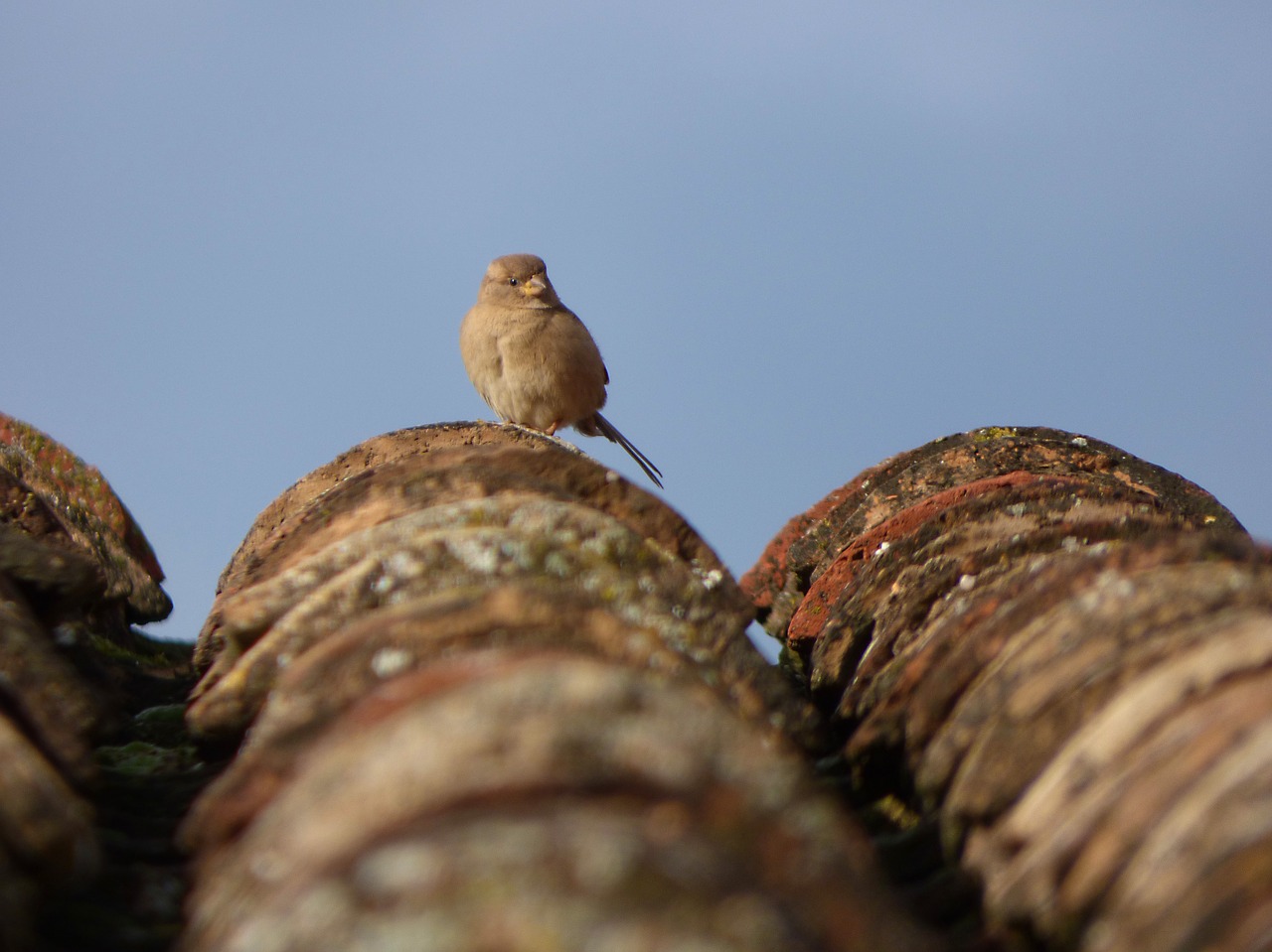 sparrow texas roof free photo