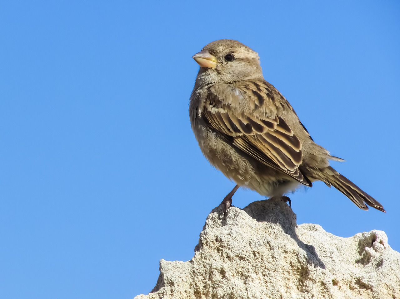 sparrow sitting rock free photo