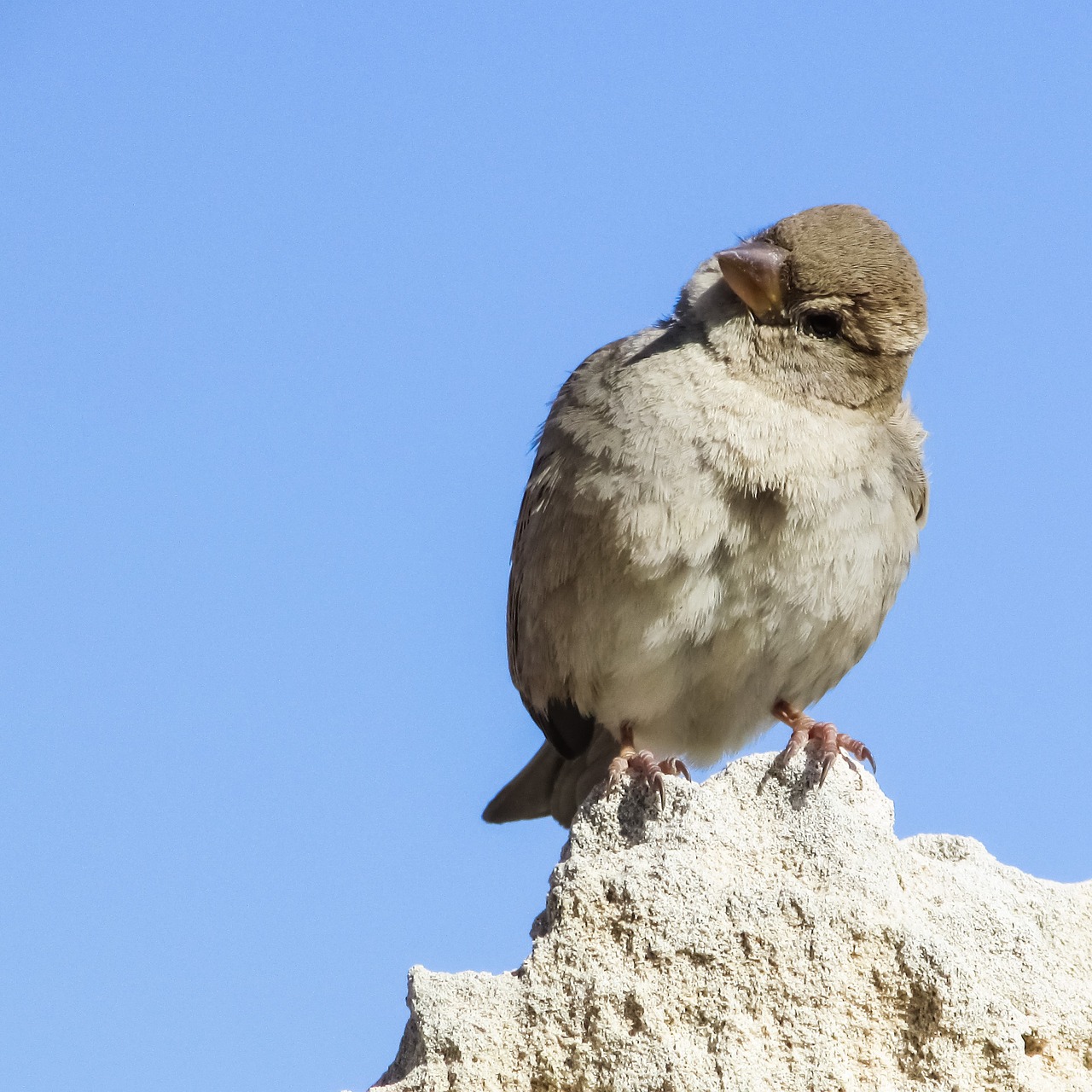 sparrow sitting looking free photo