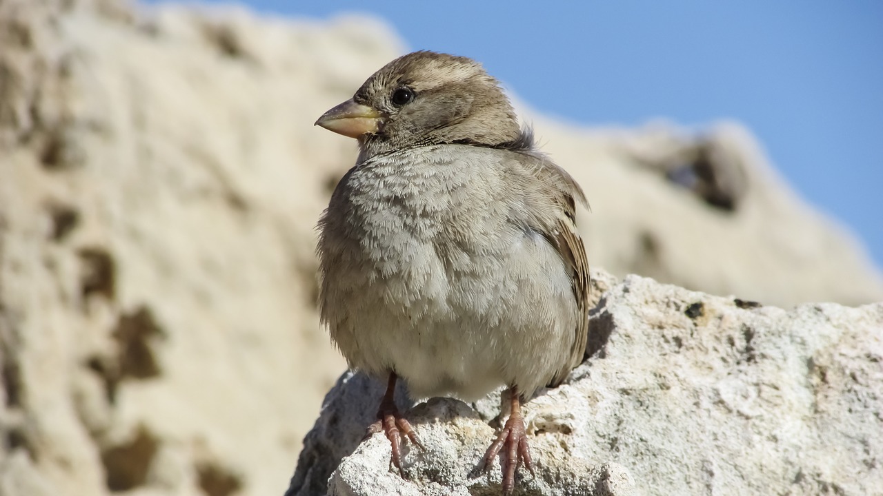 sparrow sitting rock free photo