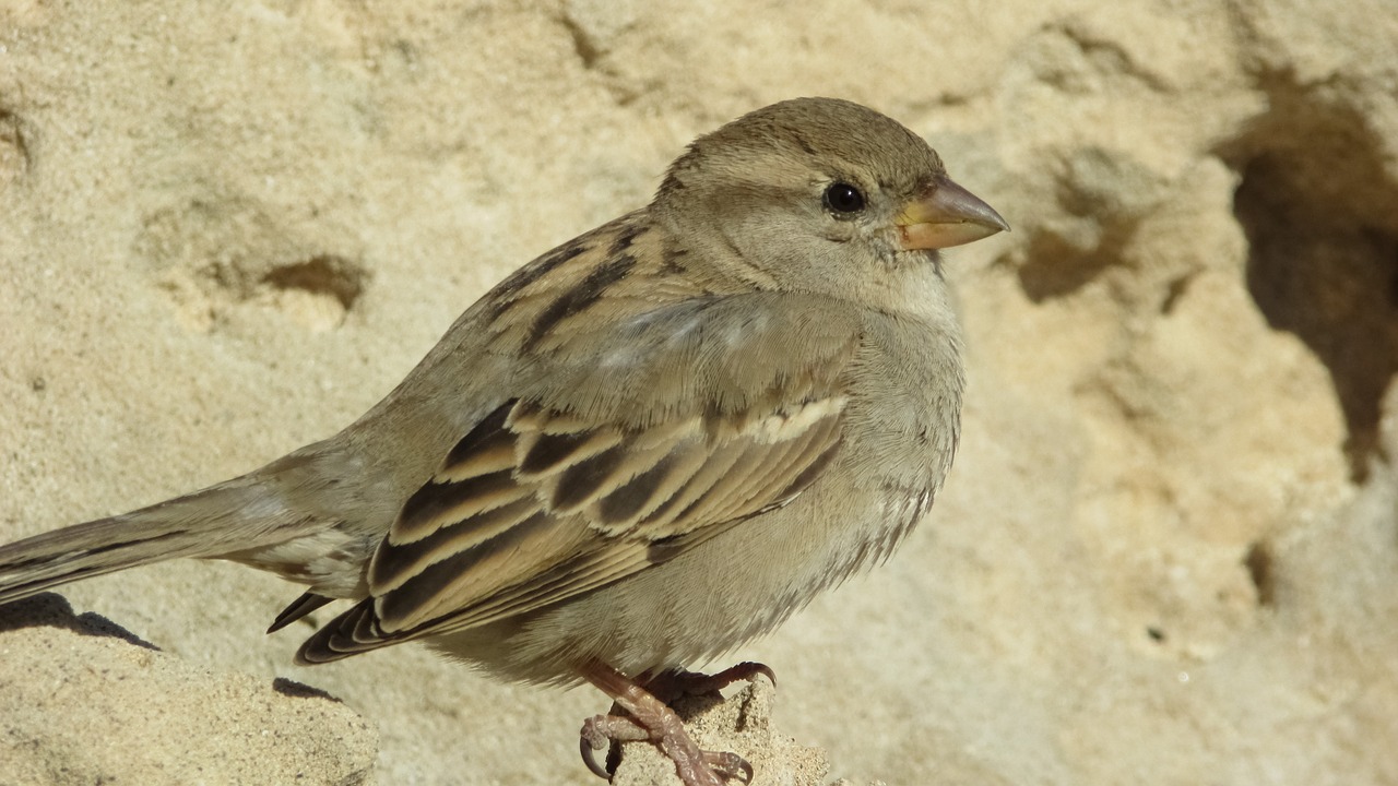 sparrow bird wildlife free photo