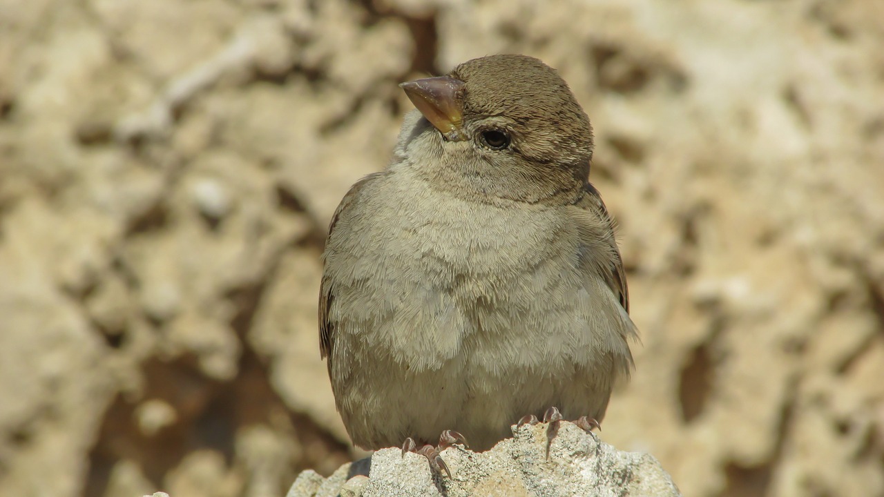 sparrow bird wildlife free photo