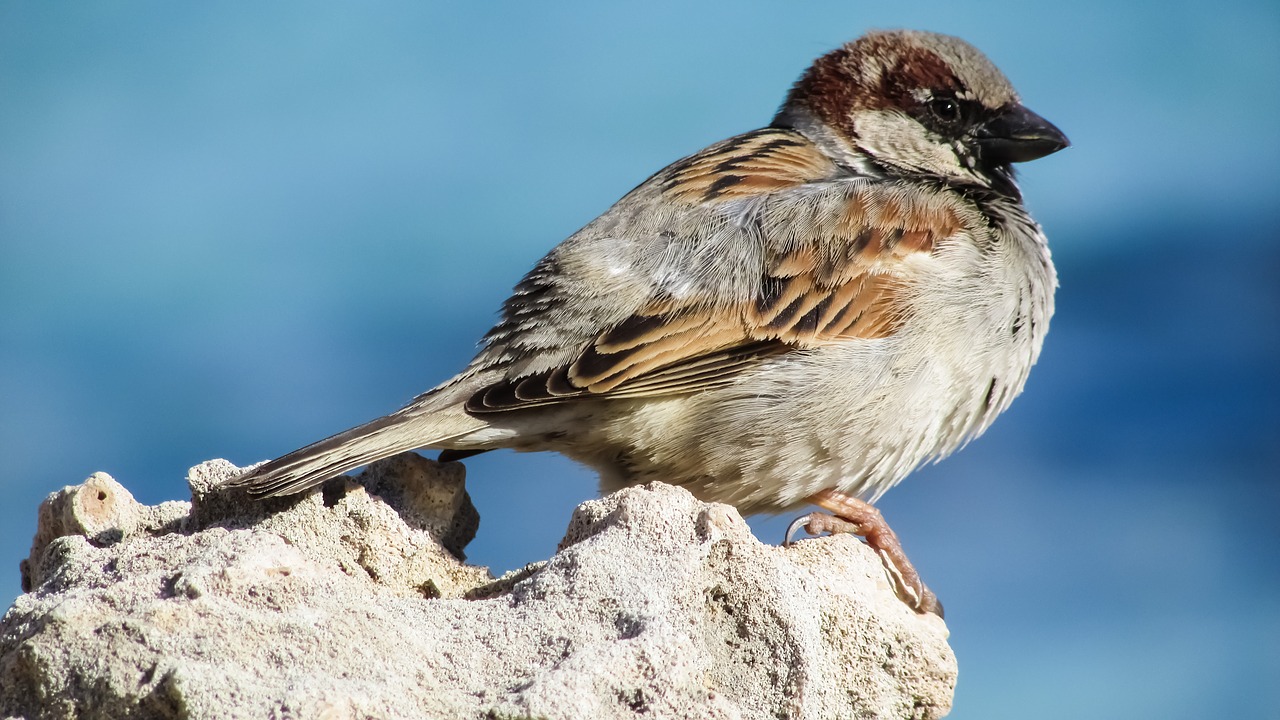 sparrow bird wildlife free photo