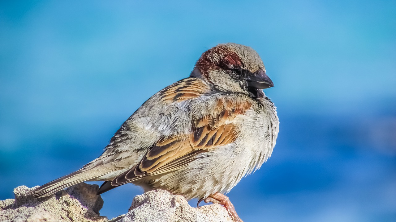 sparrow bird wildlife free photo
