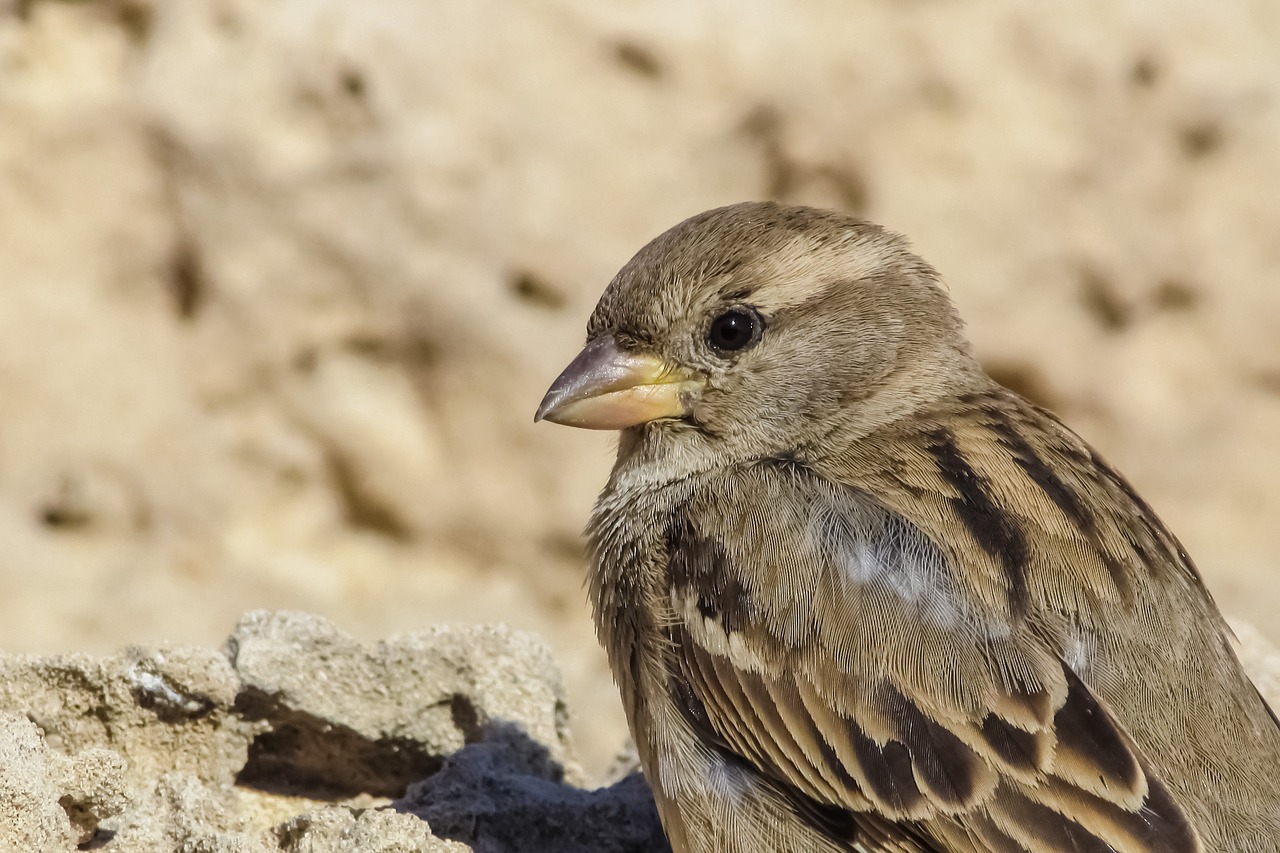 sparrow bird wildlife free photo