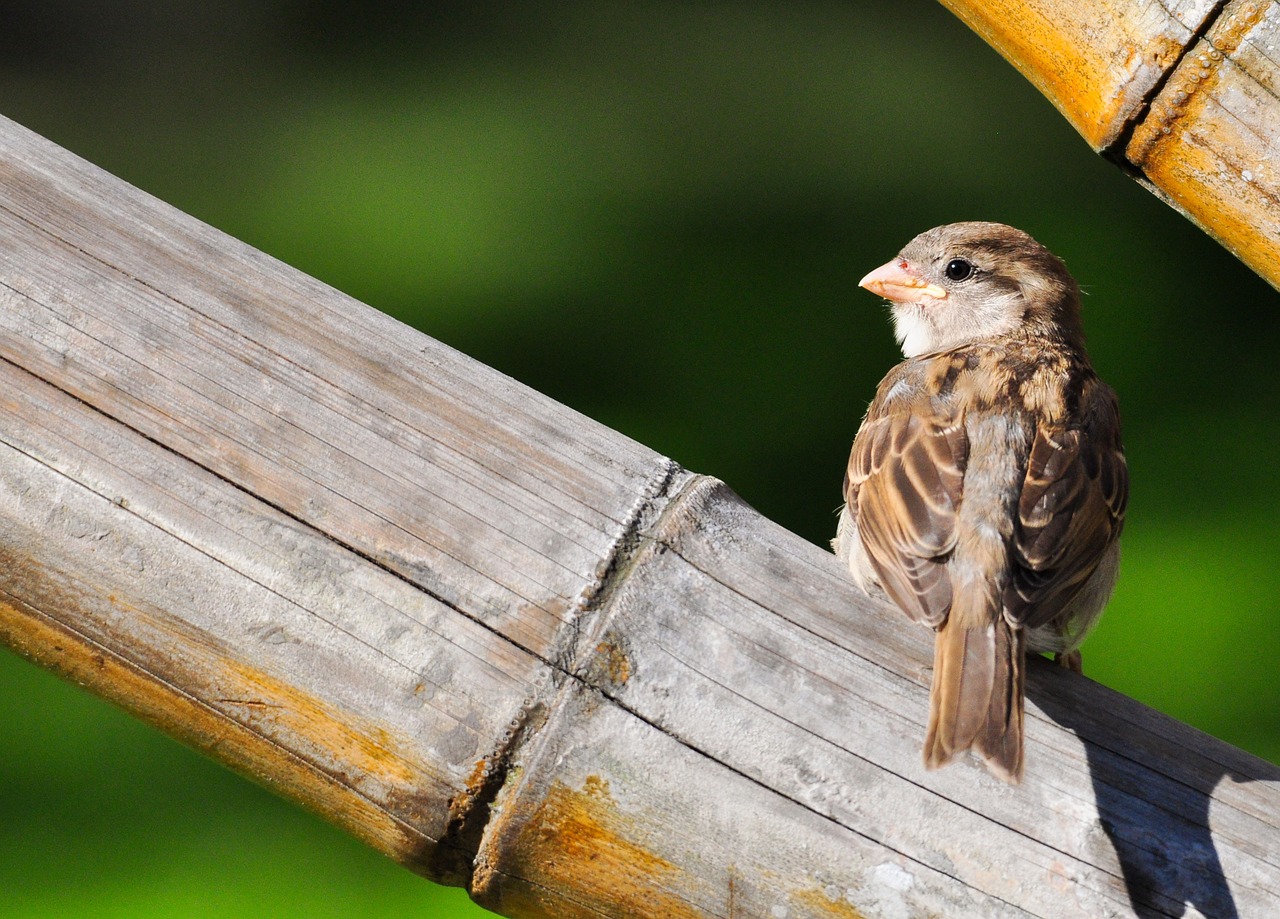 sparrow bird springs free photo