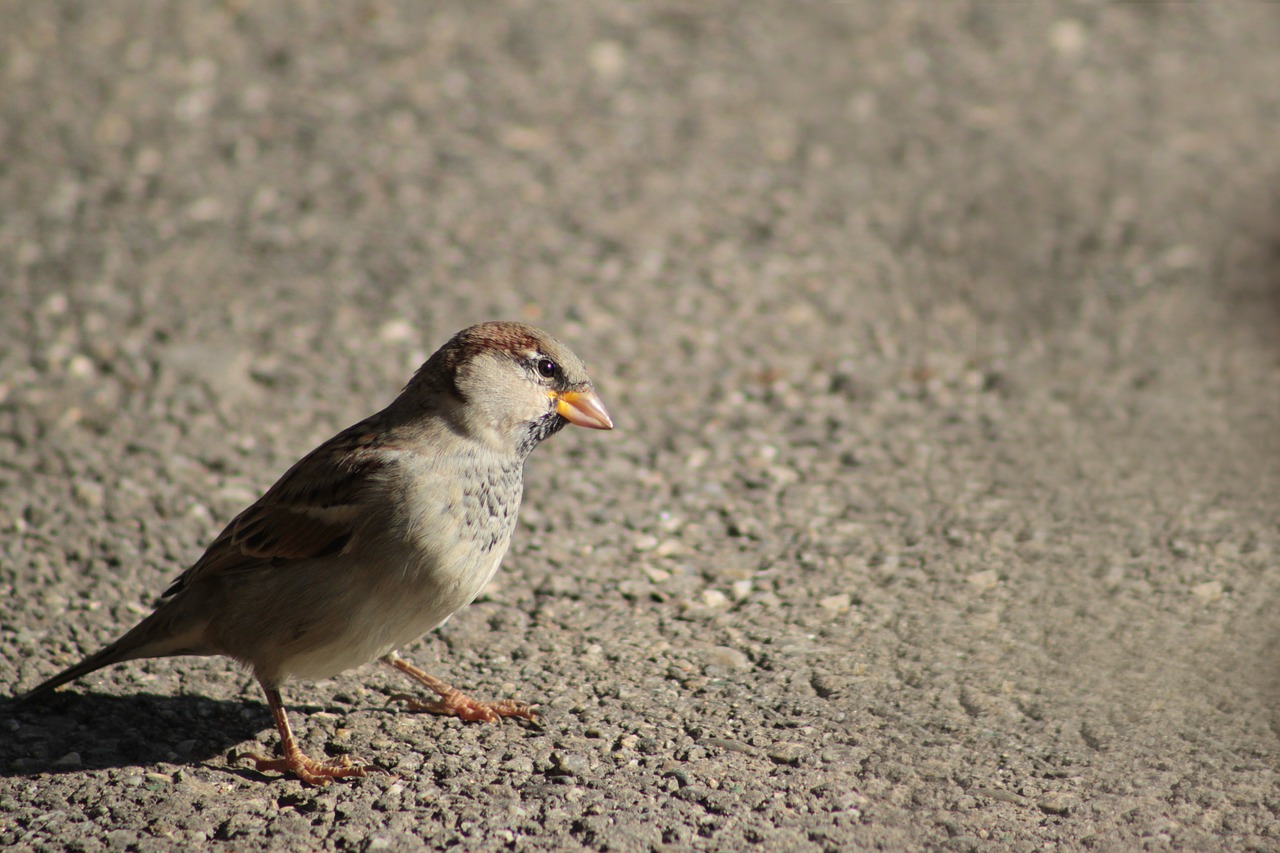 sparrow bird animal free photo