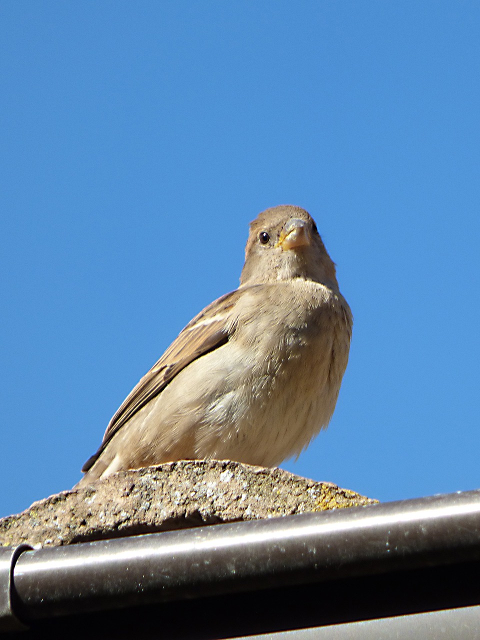 sparrow detail bird free photo