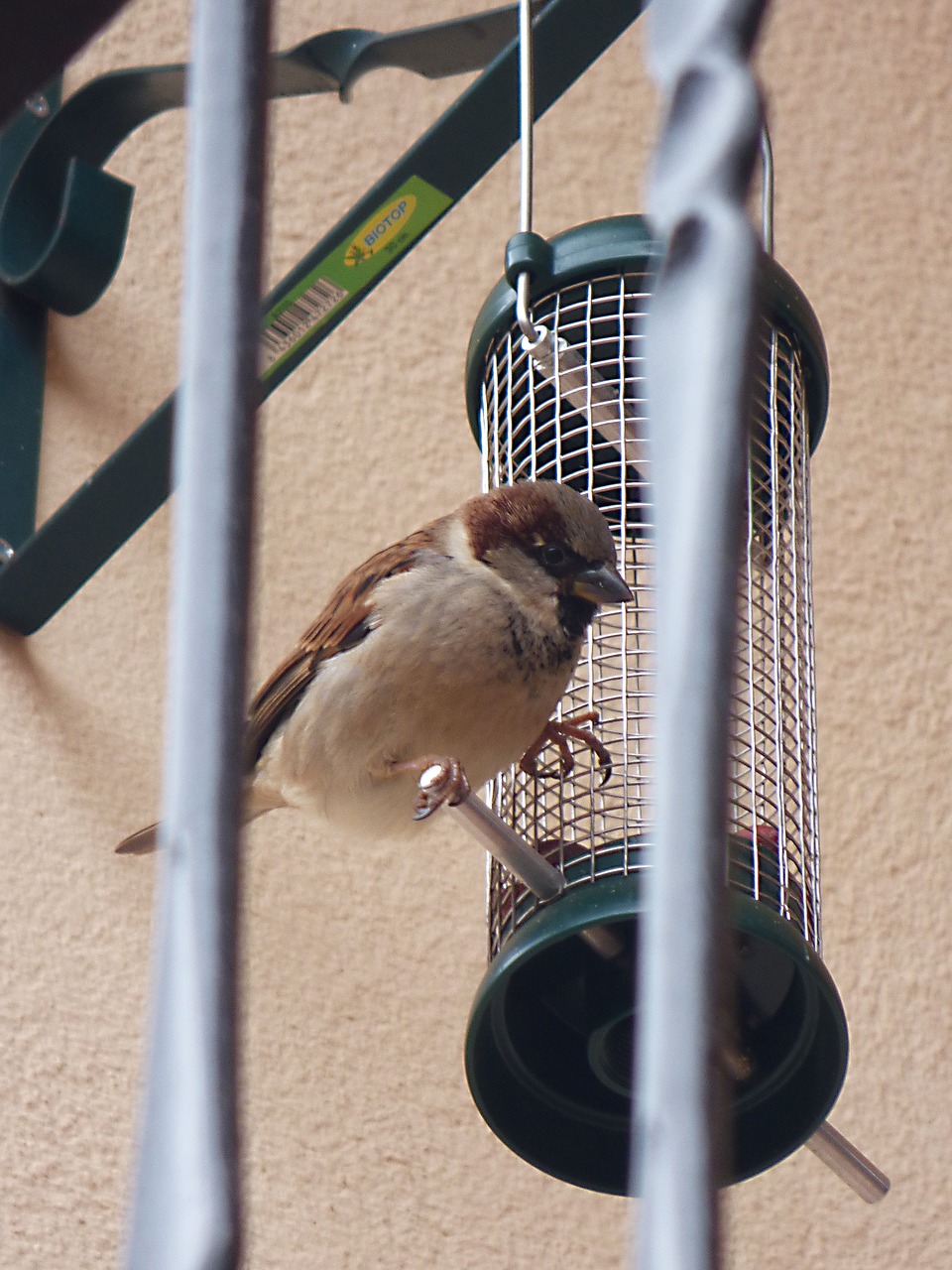 sparrow bird feeder free photo