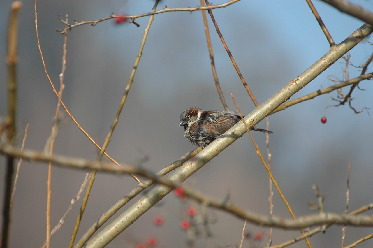 sparrow sperling house sparrow free photo