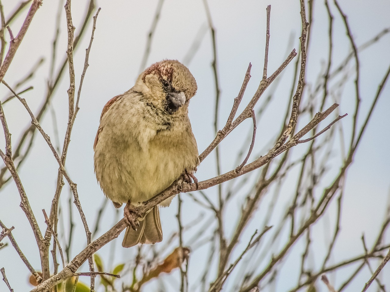 sparrow branch tree free photo