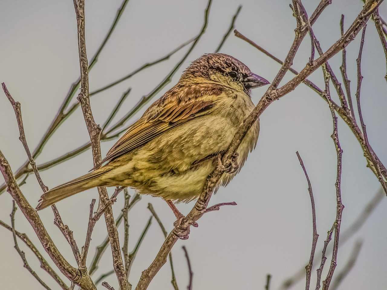 sparrow branch tree free photo