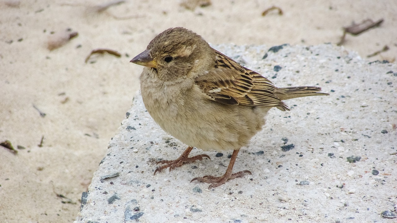 sparrow cute looking free photo