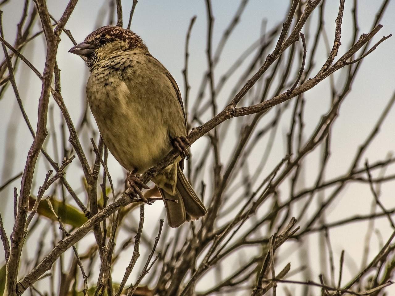 sparrow branch tree free photo