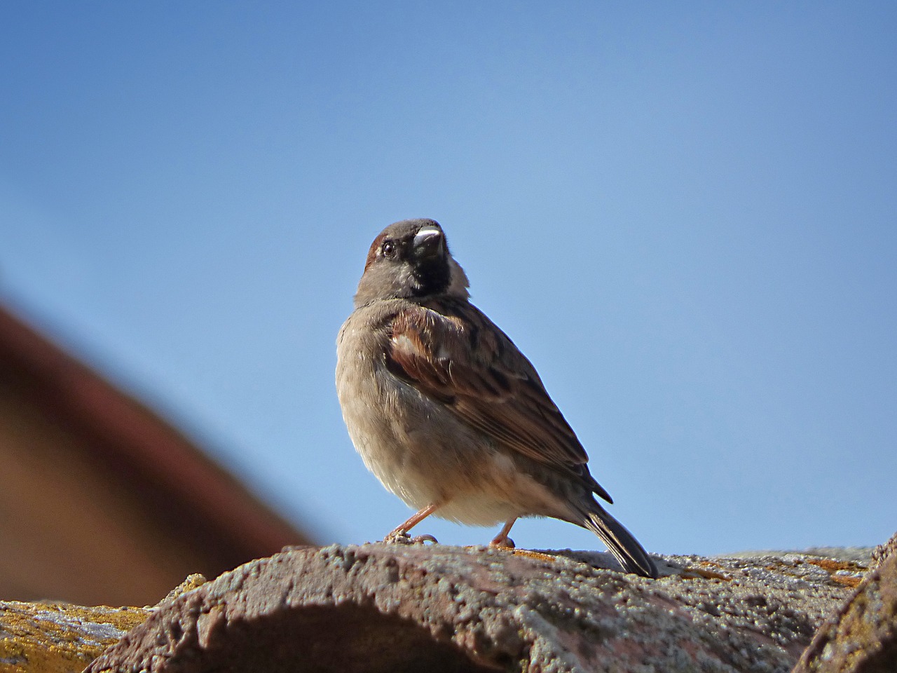 sparrow bird roof free photo