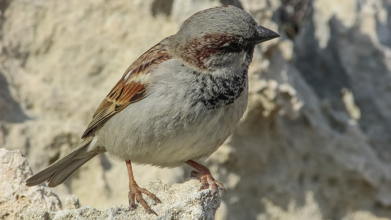 sparrow bird nature free photo