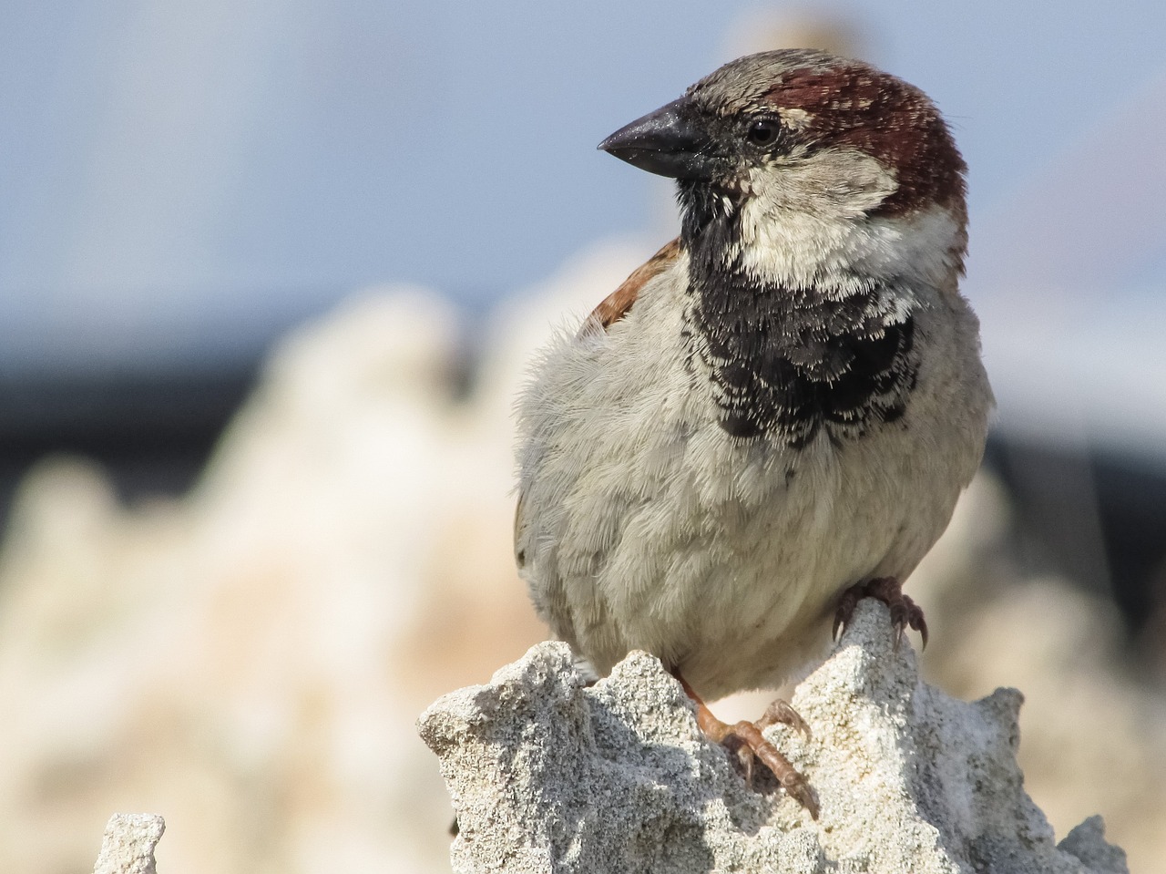 sparrow bird nature free photo