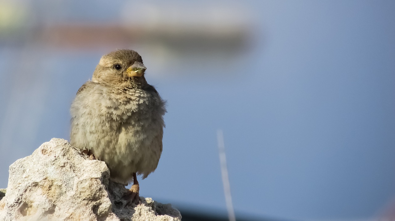 sparrow bird nature free photo