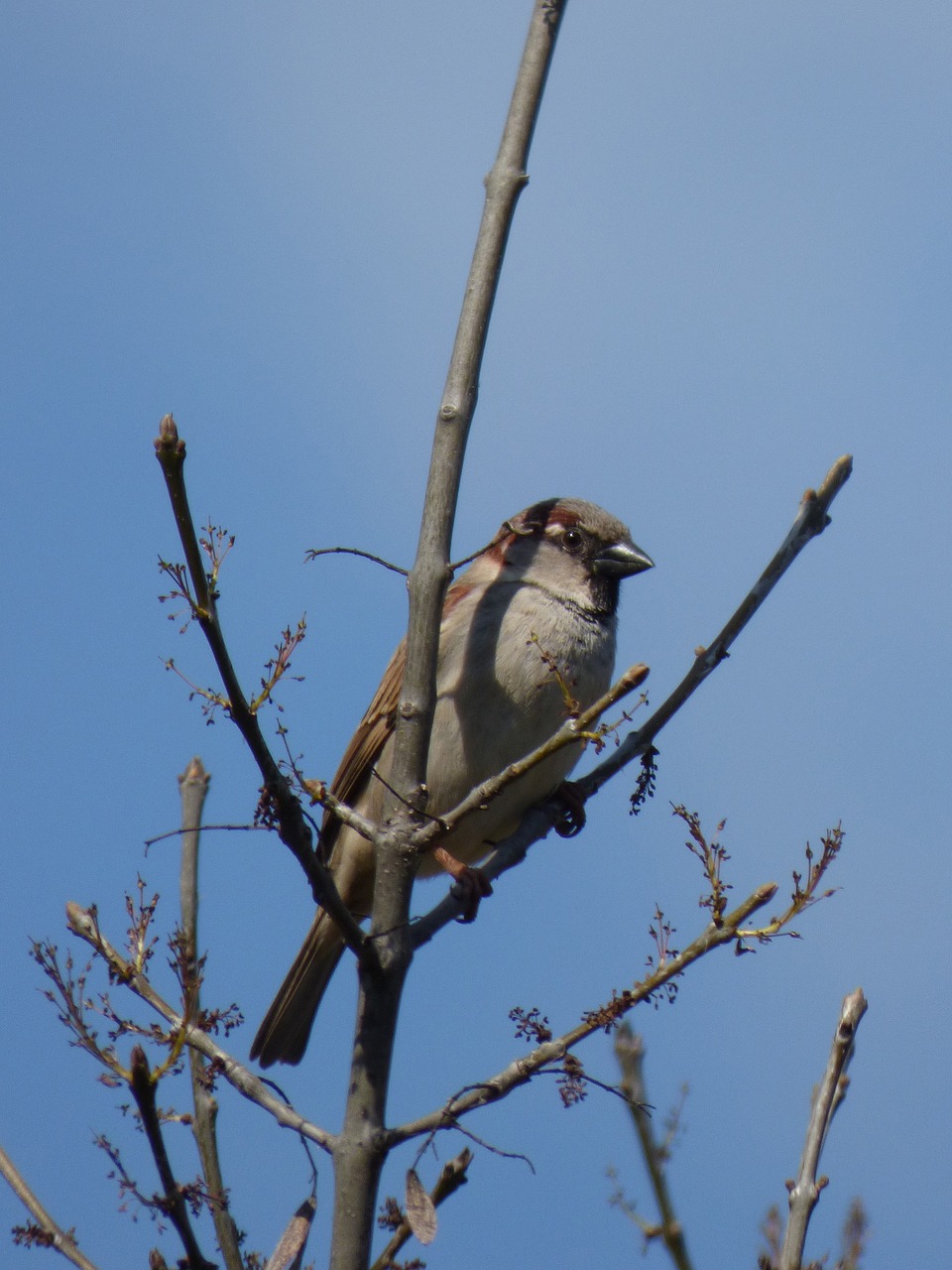 sparrow branches bird free photo