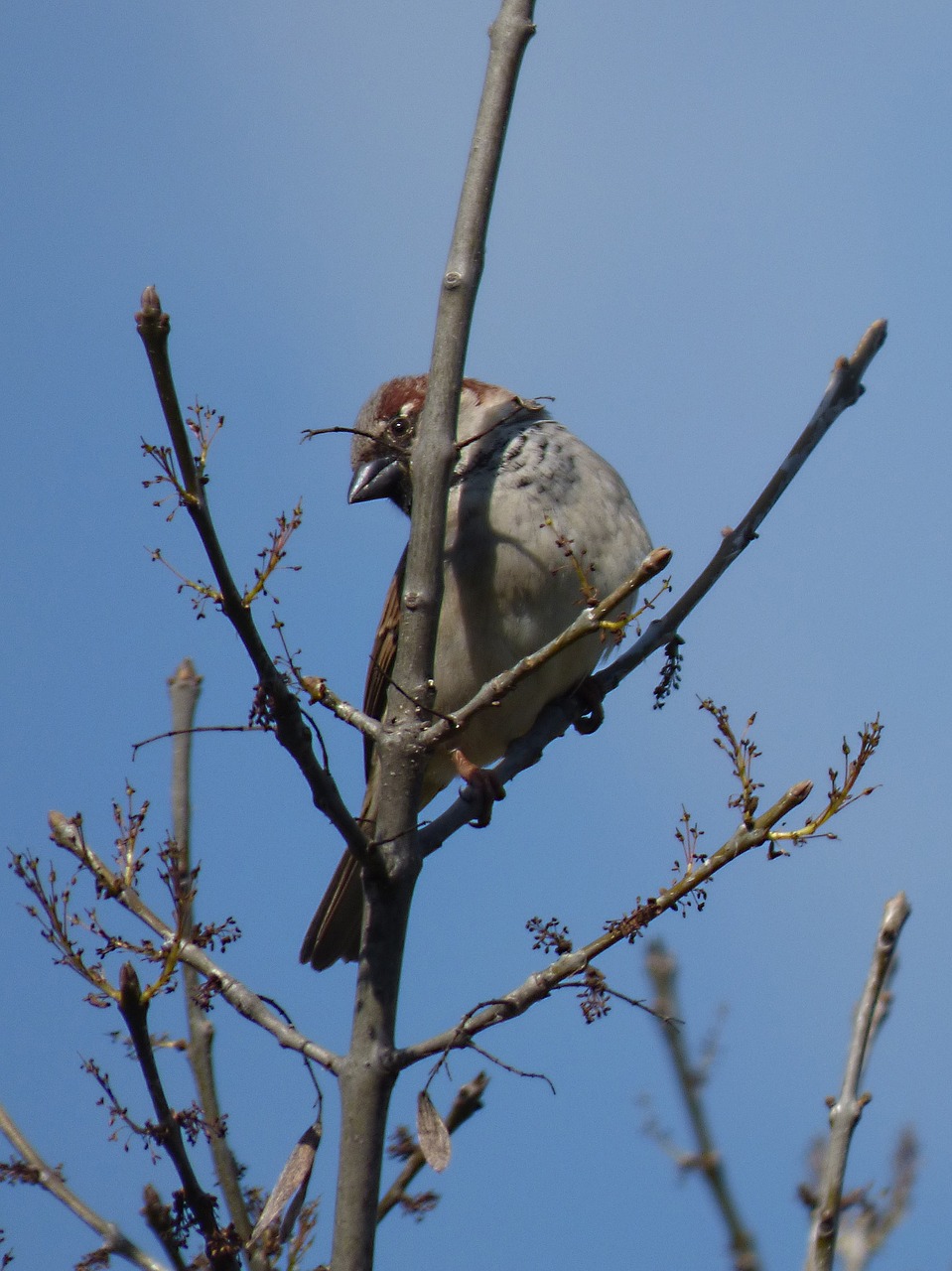 sparrow branches bird free photo