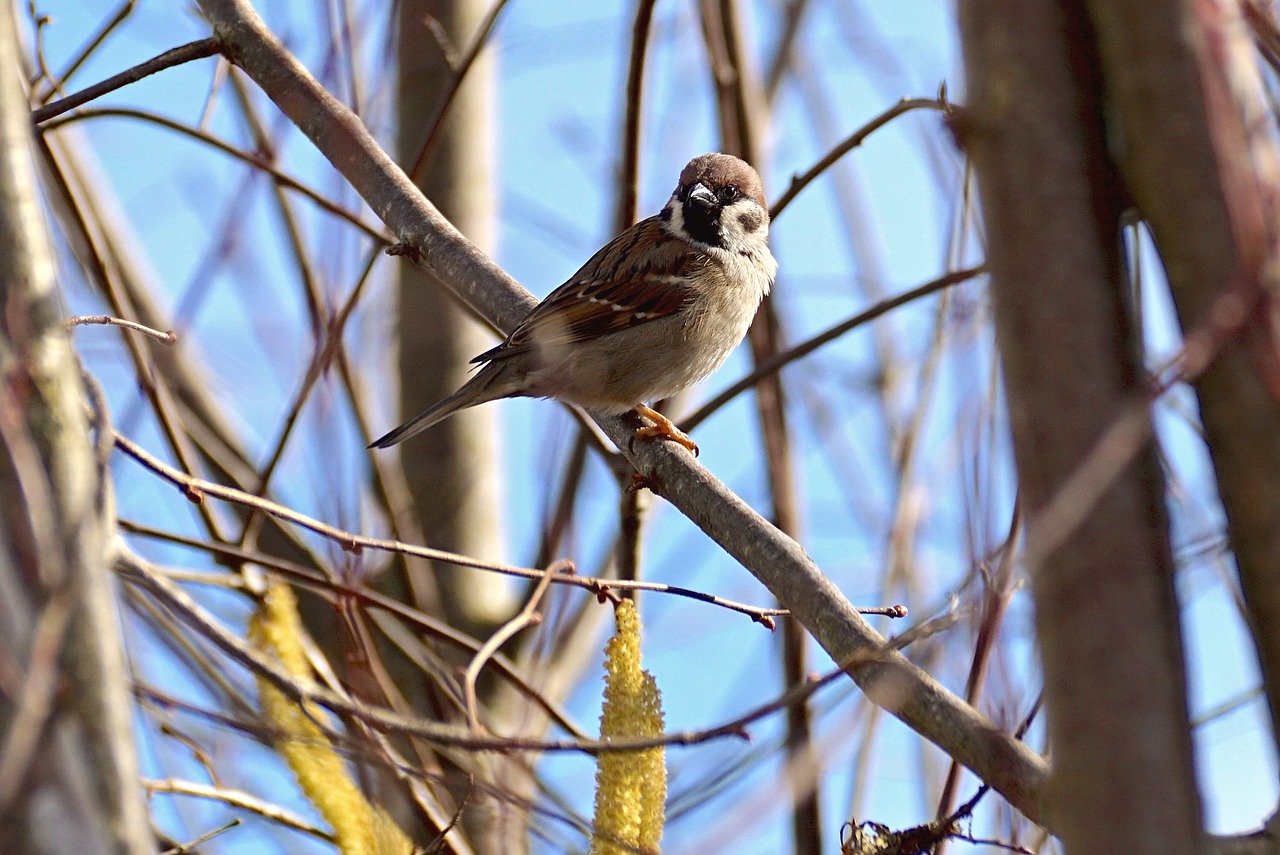 sparrow bird animal free photo