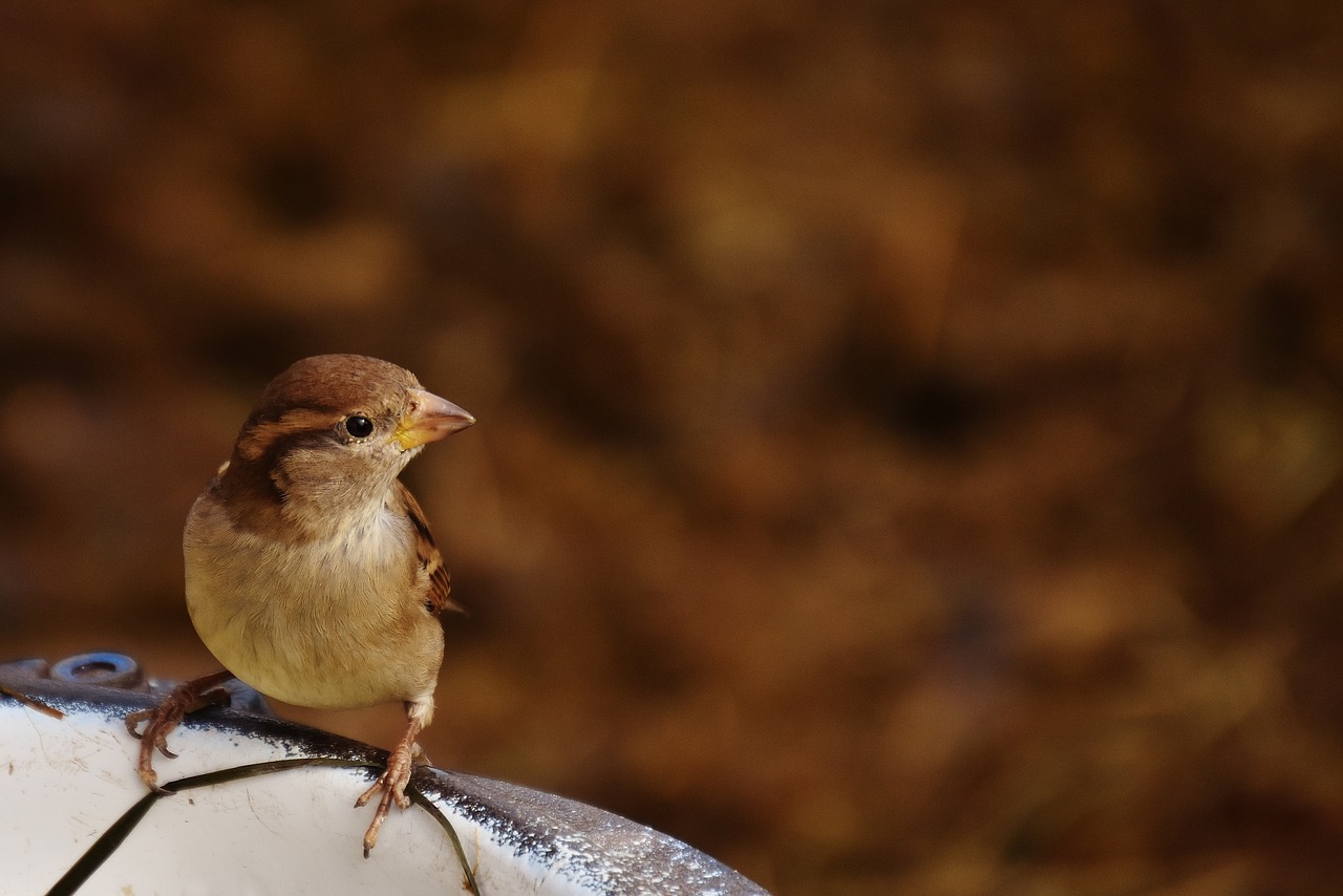 sparrow bird birdie free photo