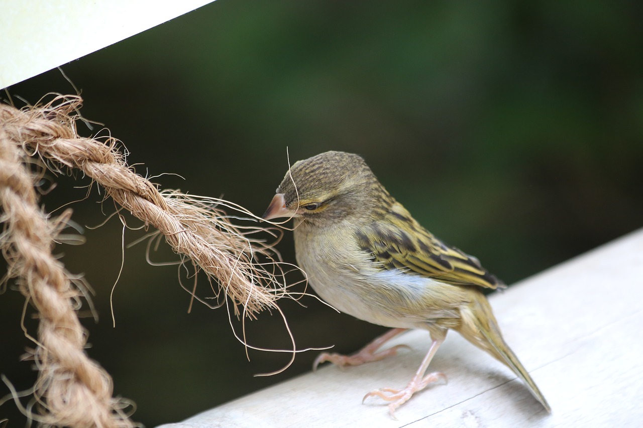 sparrow bird animal free photo