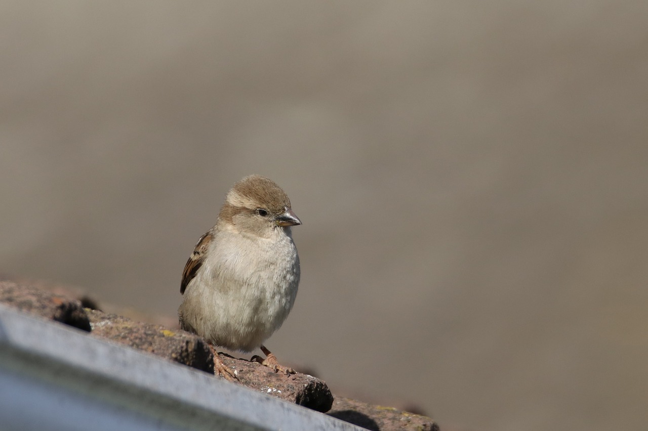 sparrow bird wild free photo