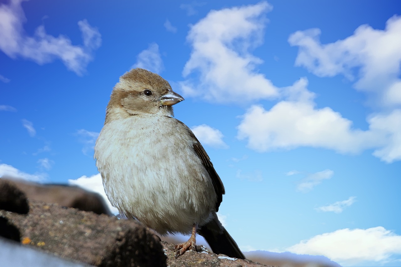 sparrow bird wild free photo