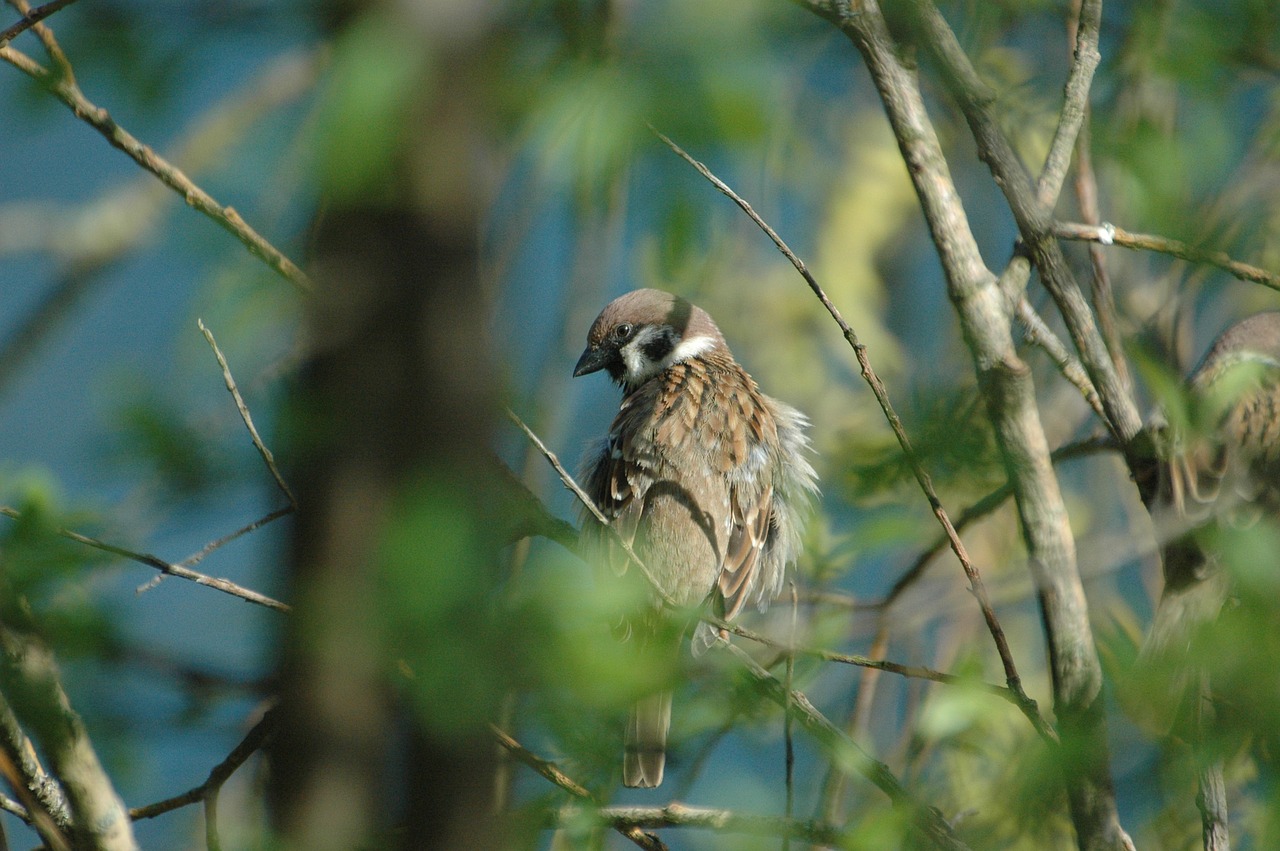 sparrow sperling bird free photo