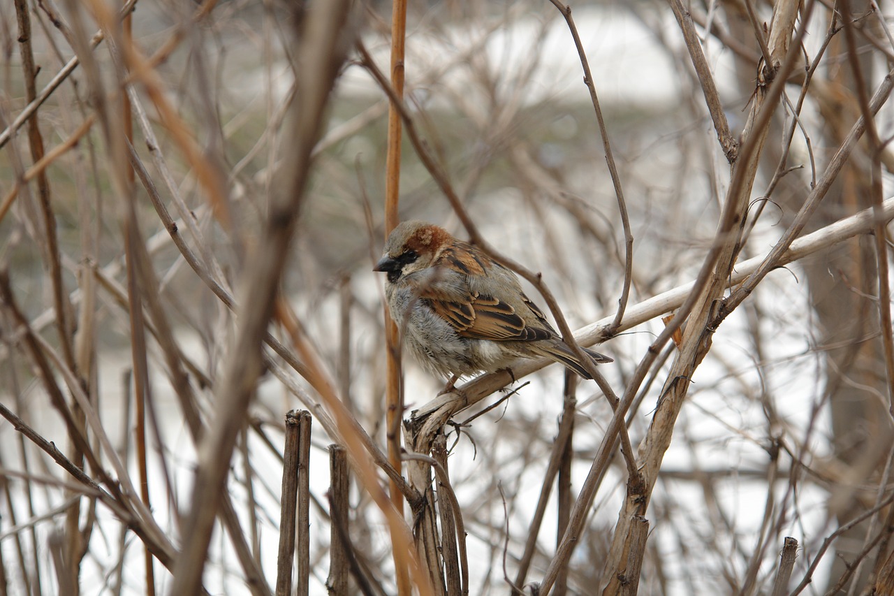 sparrow bird nature free photo