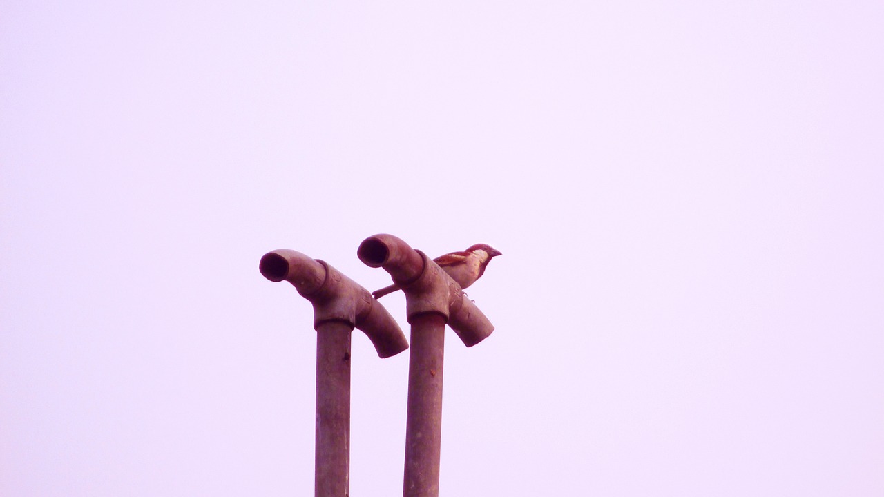 sparrow bird indian free photo