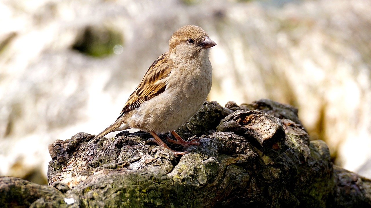 sparrow bird nature free photo