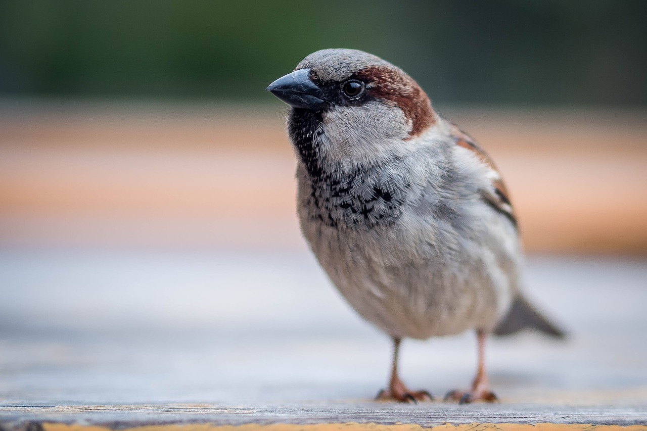 sparrow bird close free photo